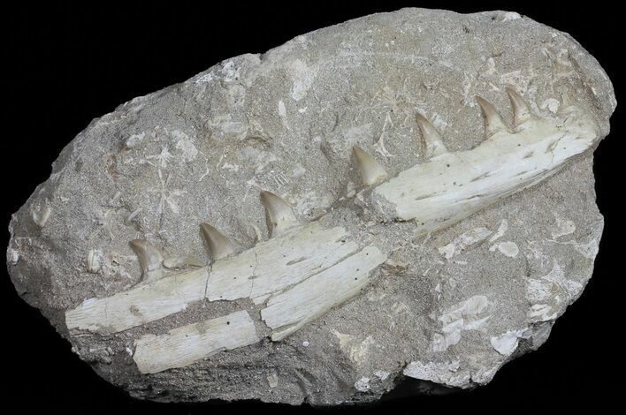 Mosasaur (Eremiasaurus) Jaw Section #50796
